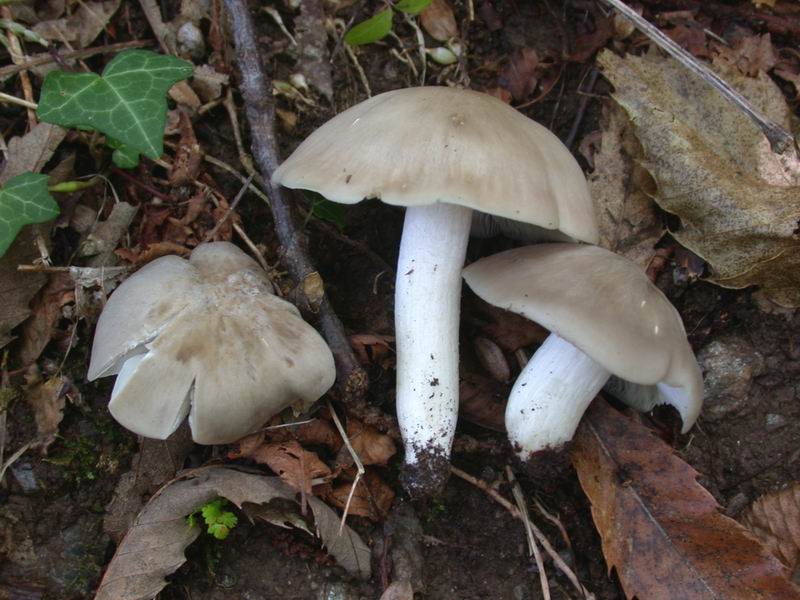 Escursione autunnale in Corsica - 3